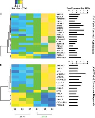 Morphological, physiological, and transcriptional responses of the freshwater diatom Fragilaria crotonensis to elevated pH conditions